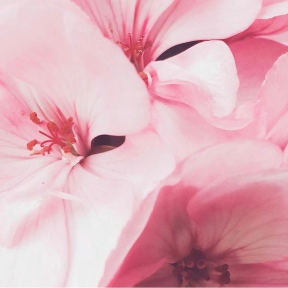 Meet your Posher, Sheila - Picture 1 of 1